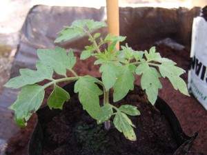 tomato-plant-17042009aa (1)
